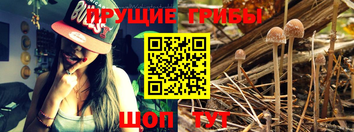Галлюциногенные грибы GOLDEN TEACHER  Вход с VPN  Тайшет  Псилоцибиновые грибы Magic Shrooms 